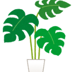 plant_monstera